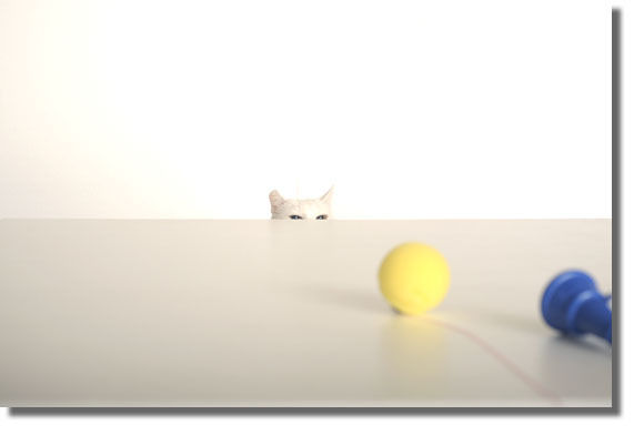 うちのとらまる