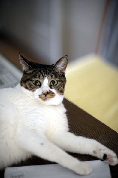 うちのとらまる