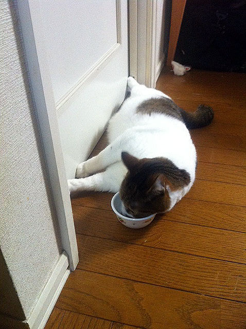 うちのとらまる