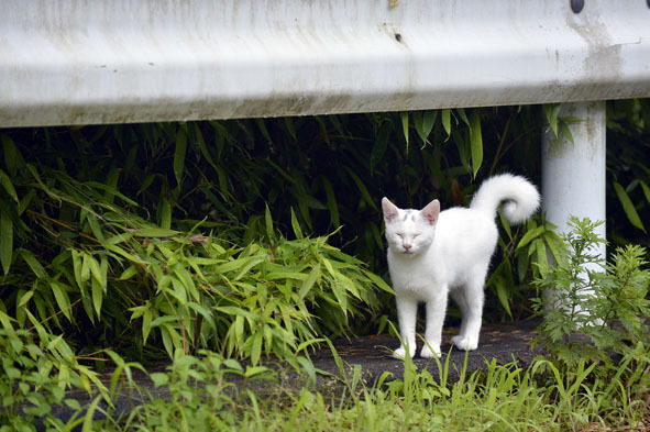 うちのとらまる