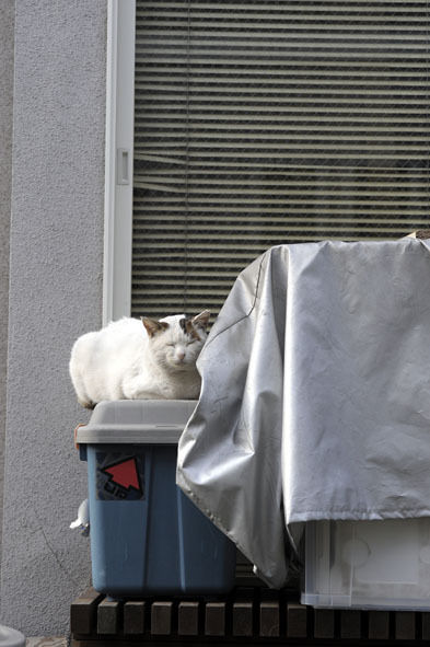 うちのとらまる
