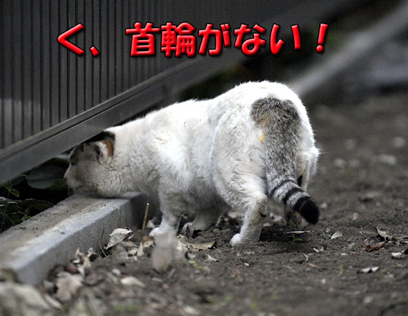 うちのとらまる