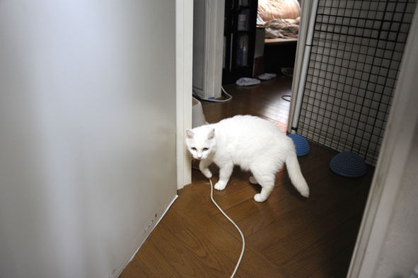 うちのとらまる