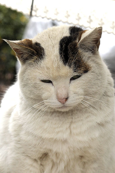 うちのとらまる