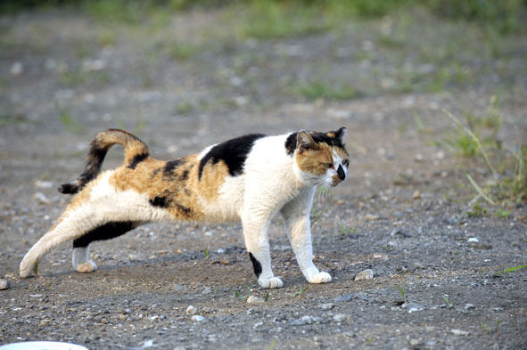 うちのとらまる