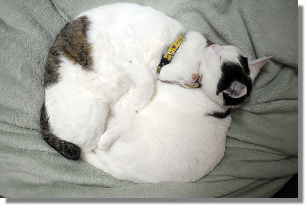 うちのとらまる