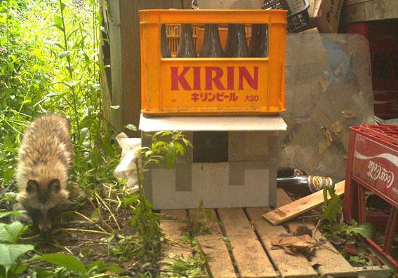 うちのとらまる