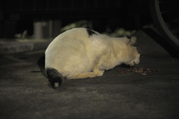 うちのとらまる