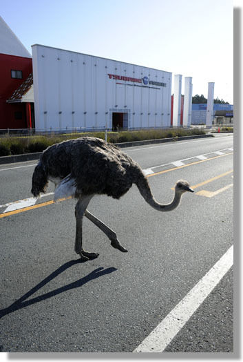 うちのとらまる