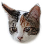 スモール三毛子猫Ａ