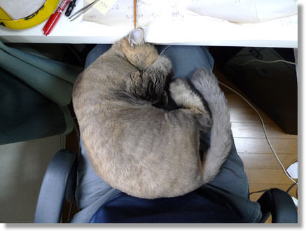 うちのとらまる