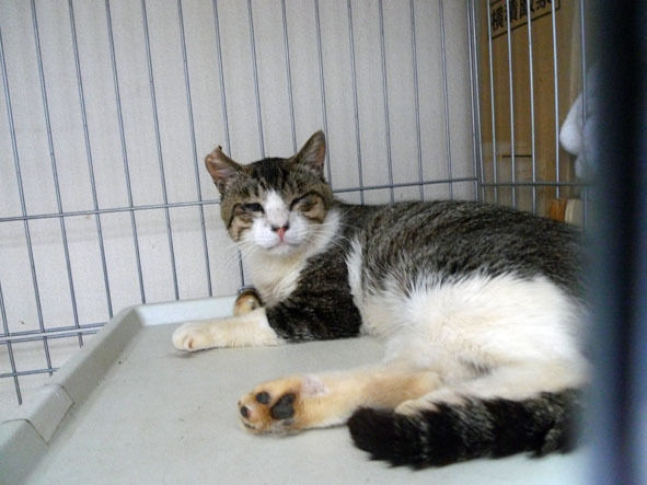 $うちのとらまる