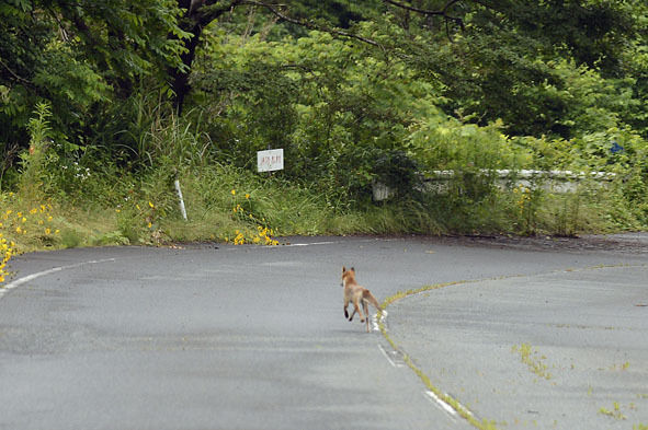 うちのとらまる