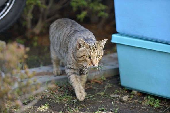 うちのとらまる