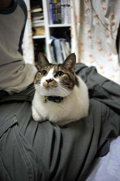 うちのとらまる