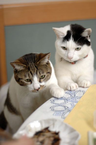 うちのとらまる