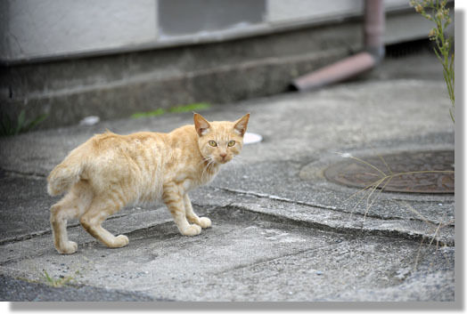 うちのとらまる