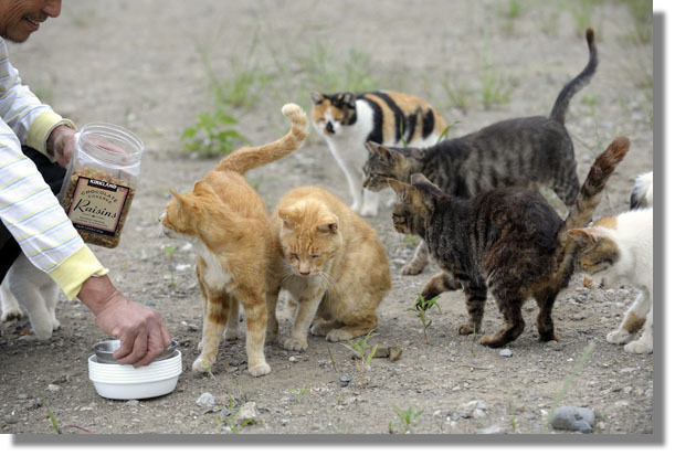 うちのとらまる