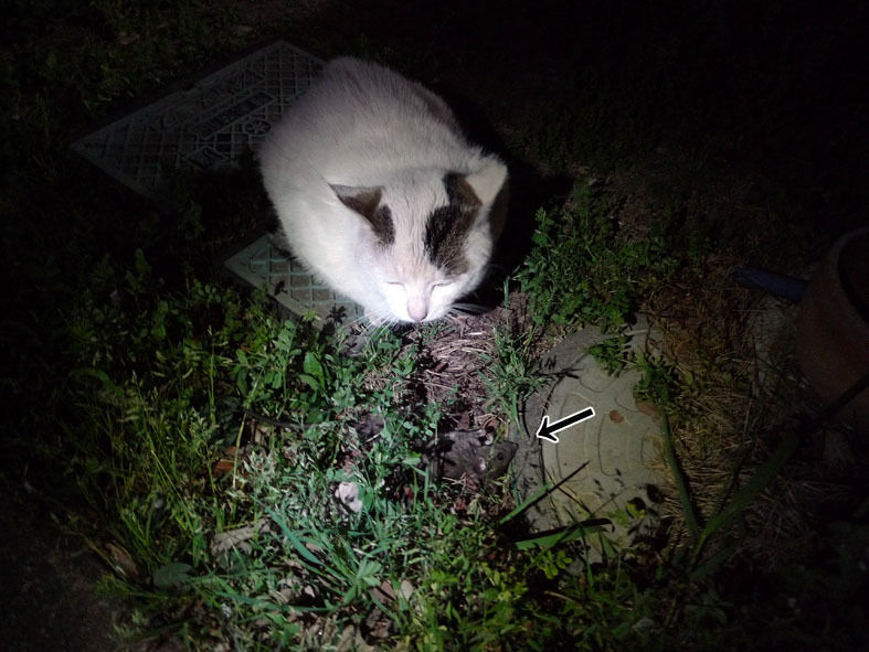 うちのとらまる