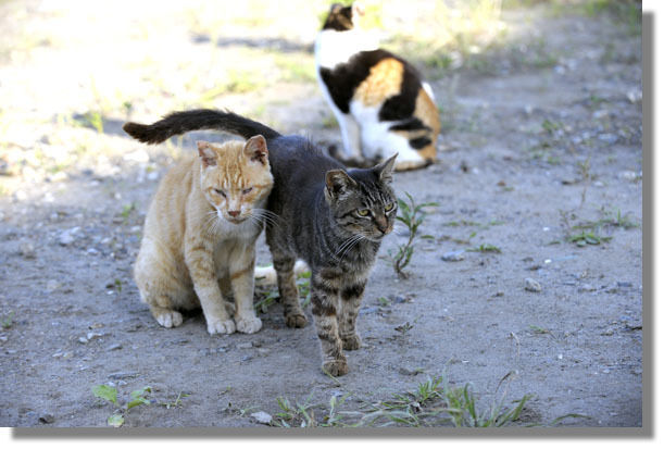 うちのとらまる