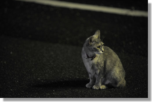 うちのとらまる