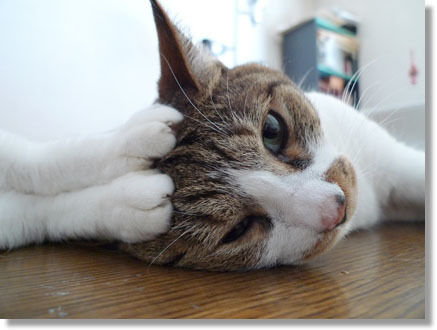 うちのとらまる