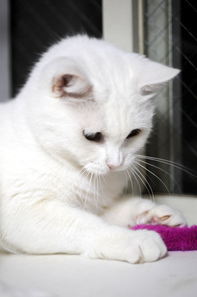 うちのとらまる
