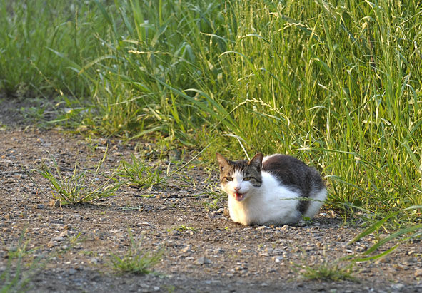 うちのとらまる