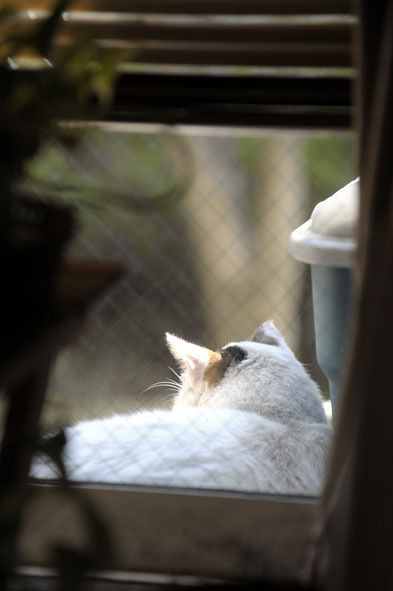 うちのとらまる