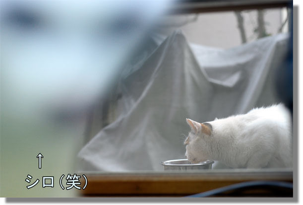 うちのとらまる