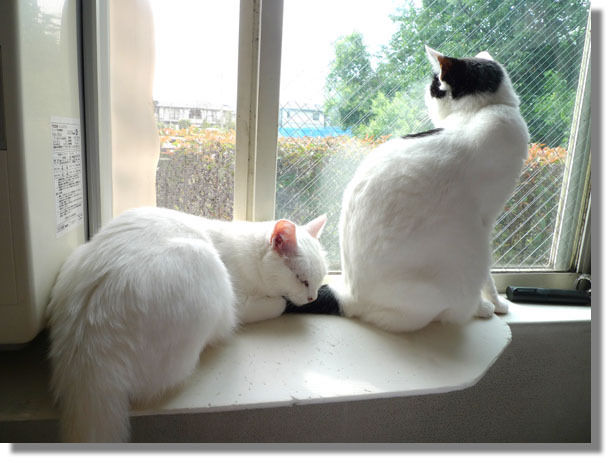 うちのとらまる