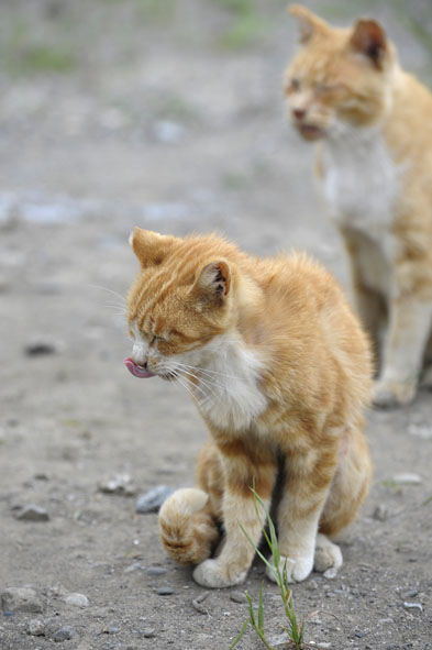 うちのとらまる