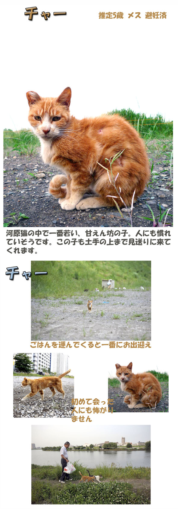 うちのとらまる