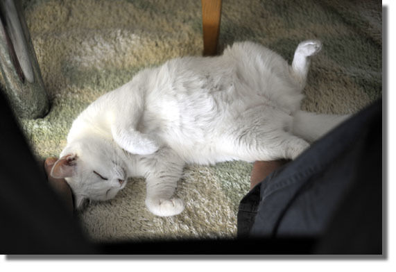 うちのとらまる