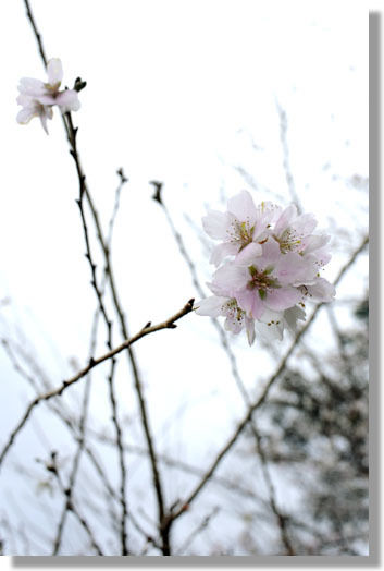 うちのとらまる