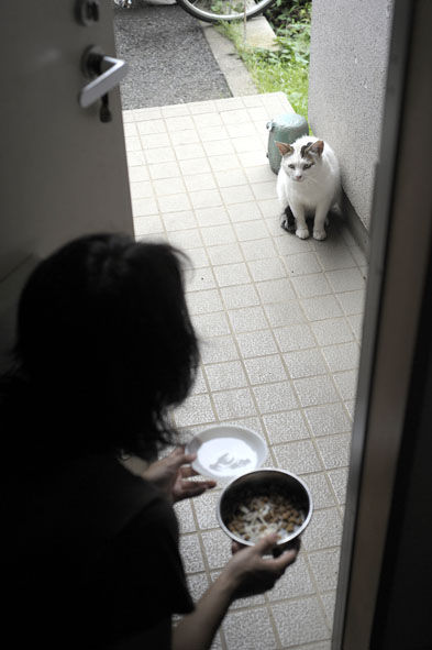 うちのとらまる