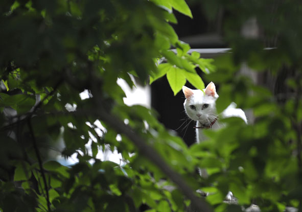 うちのとらまる