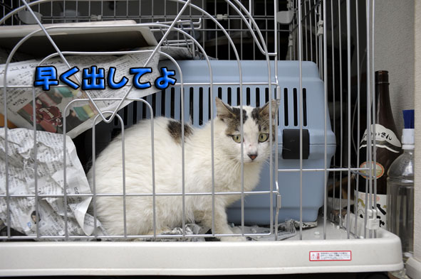 うちのとらまる