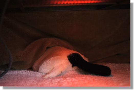 うちのとらまる