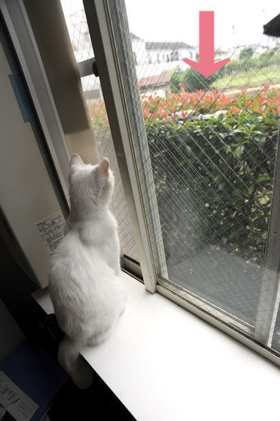 うちのとらまる