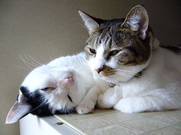 うちのとらまる