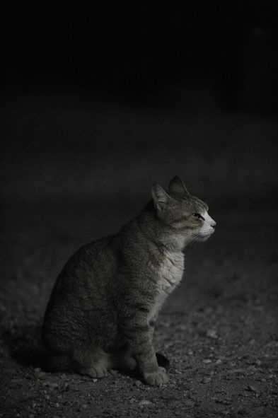 うちのとらまる
