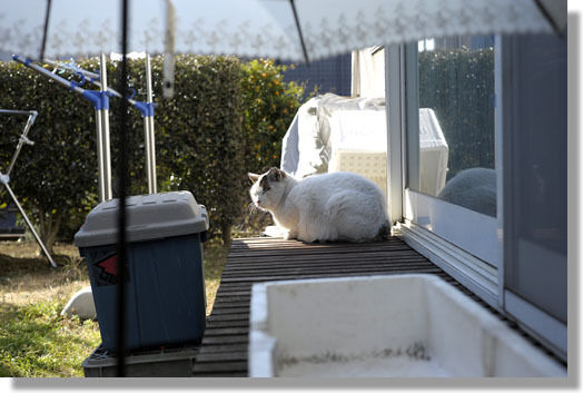 うちのとらまる