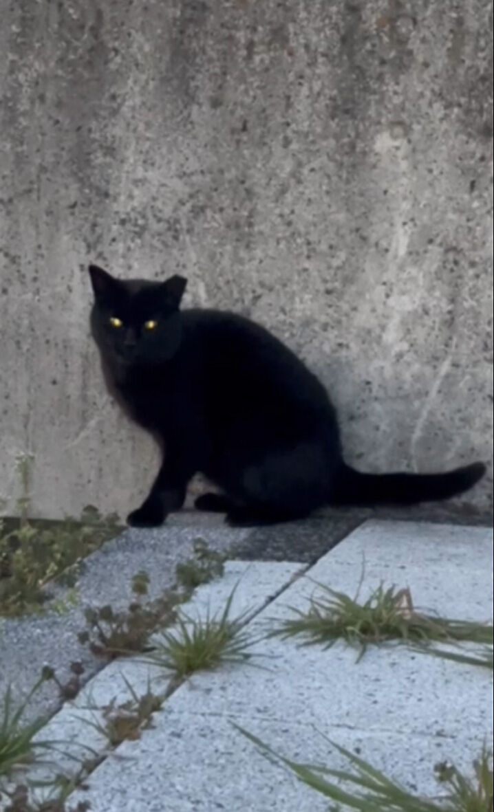 kuro