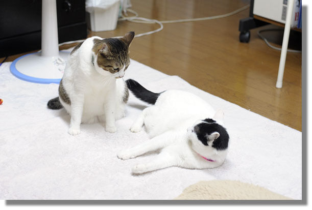 うちのとらまる