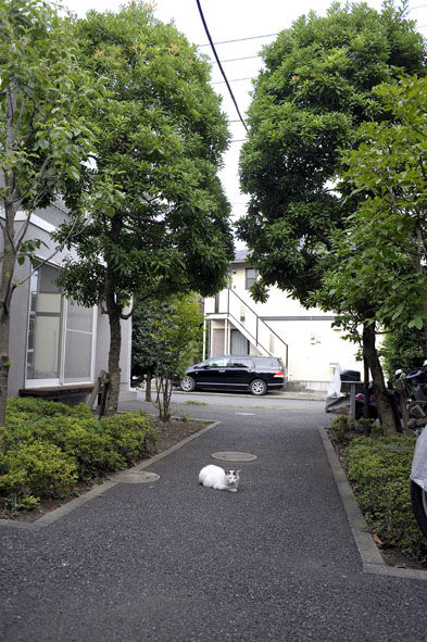 うちのとらまる