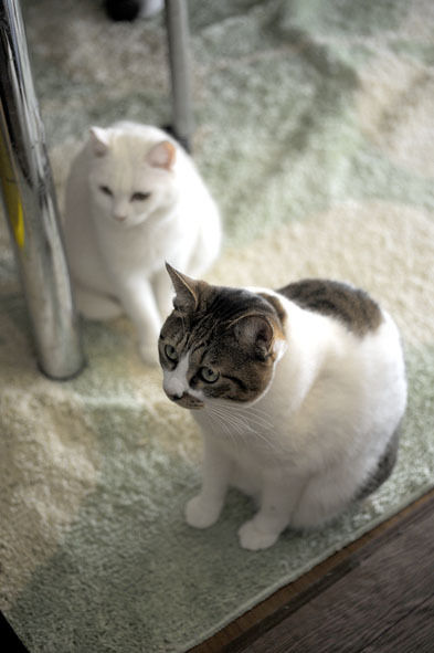 うちのとらまる