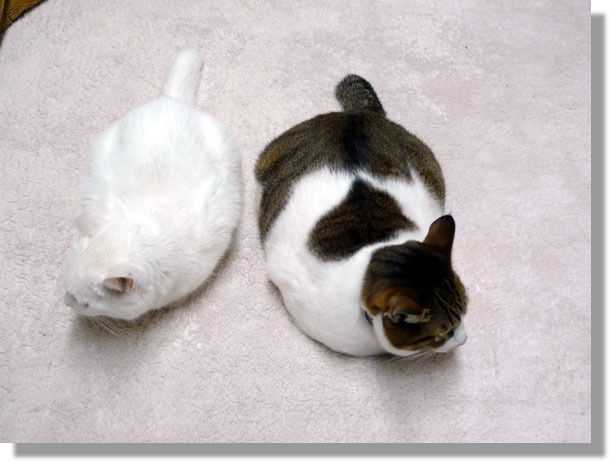 うちのとらまる