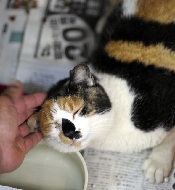 うちのとらまる