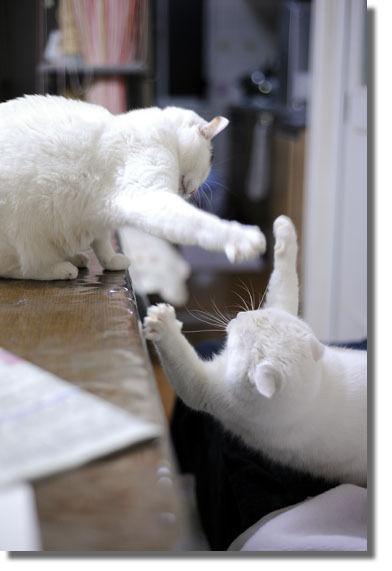 うちのとらまる